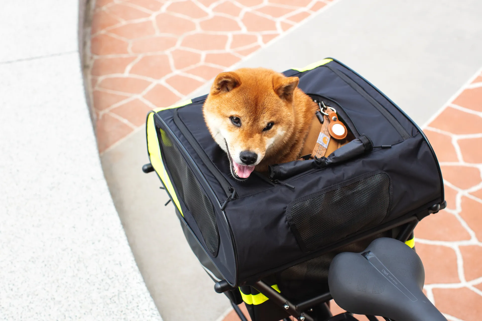 Dog Roof Mini: Rear Rack Dog & Pet Carrier| Tern Bicycles